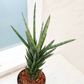 観葉植物/サンセベリア：フランシシー 3号鉢入り