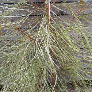 Ԗ ؂̕c/OrAFnj[_[ 5A