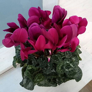 VNFnIX fB[ofB[vp[v5A