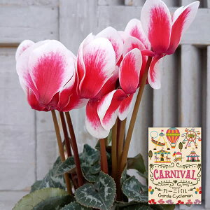 Ԃ̕c/VNFJ[joibhnj3O|bg