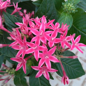 Ԃ̕c/y^XFOtBeB@t[eB[sN3-3.5|bg