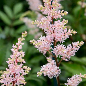 Ԃ̕c/AX`xFs[`ubT3.5`4|bg