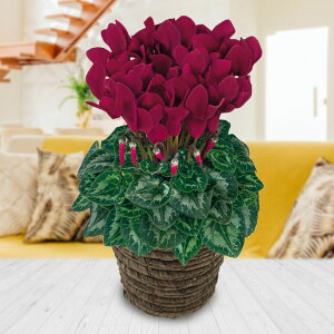 []VNFnIX@fB[v}[^5ABRJS