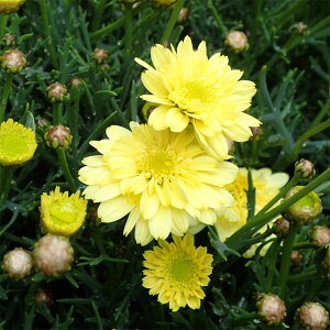 Ԃ̕c/}[KbgFAWFbN CYCv3.5|bg[11`12@3`6J ֑Ԑ̃}[Kbg]