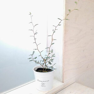 ϗtA/\tH FgxCr[^t`uL|bg