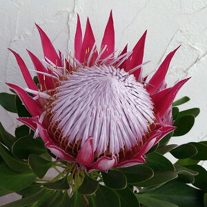 Ԗ ؂̕c/veAFgvXi2t[j 5A