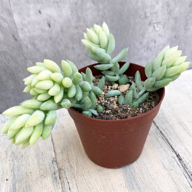 観葉植物/セダム：たまつづり　2.5号ポット