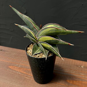 ϗtA/[UEt@[ZNg]TZxAF_@3A