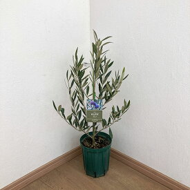 花木 庭木の苗/オリーブ：ピクアル5～6号ポット
