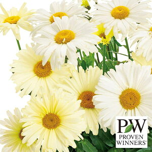 Ԃ̕c/EJZ}F~L[EFCEoiiN[11cm|bg