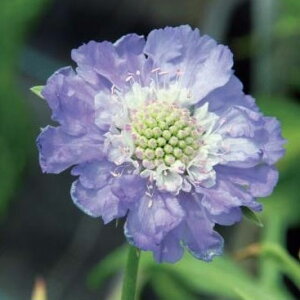 Ԃ̕c/XJrITi}cV\EjFp[tFN^3.5|bg