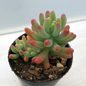 ϗtA/AFZ_FSiƂ߂j2 5Zbg