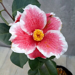 Ԗ ؂̕c/coLiցjFBiꂢj4.5|bg