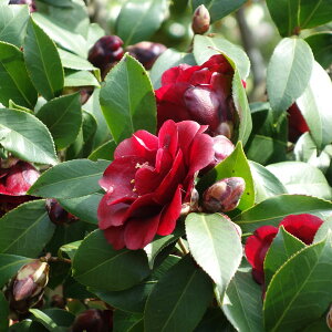 Ԗ ؂̕c/coLiցjF3|bg