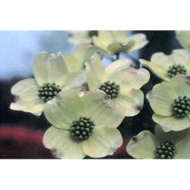 花木 庭木の苗/アメリカハナミズキ：白花6号ポット樹高0.8-1m