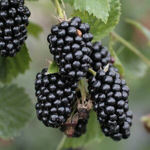 ʎ̕c/LC`Si؂jFubNx[ ubNTe3|bg