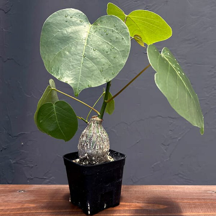 楽天市場】観葉植物/プセウドボンバックス：エリプチクム（実生4年株 