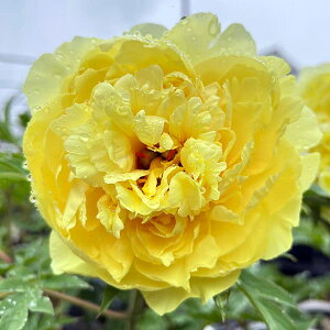 Ԃ̕c/VNNiC^[ZNVinCubhjF\m}CGh(\m}CG[j5|bg