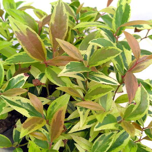 Ԗ ؂̕c/mCieiVjFS[h3|bg