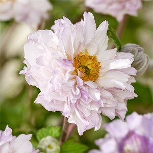 ���Ԃ̕c/�A�l���l�F�t�����j�b�J�[�Y3.5���|�b�g