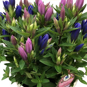 i킯jhEFǂ2FAiVCu[ƃwj4A