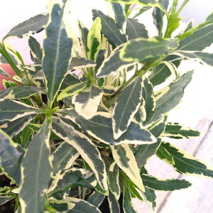 Ԃ̕c/N`iVFN`iV 2.5|bg