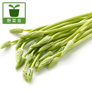 ��؂̕c/[��������]�A�X�p���\�o�[�W���i���C���h�A�X�p���K�X�E�A�X�p���K�X�\�o�[�W���j3���|�b�g 12���Z�b�g