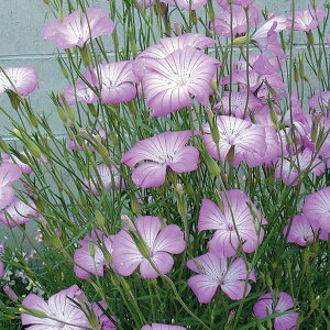 Ԃ̕c/AOXe}FM^SiNo.1j3|bg 12Zbg