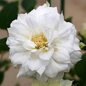 N}`X̕c/N}`XFjmRrî낱сj4.5|bgidEpeXnj