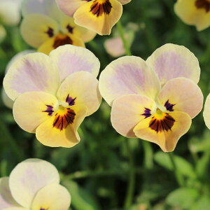 Ԃ̕c/|̃rIFVF̕Ўv3-3.5|bg 12Zbg