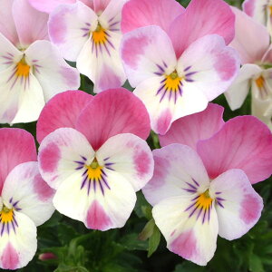 Ԃ̕c/|̃rIFt̗3-3.5|bg 12Zbg