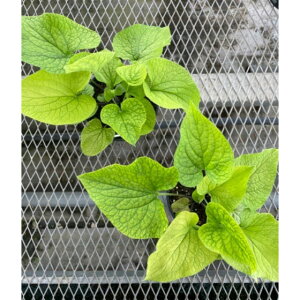 Ԃ̕c/ulF_CAYS[h5|bg