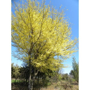 Ԗ ؂̕c/jFE[PL3`3.5|bg