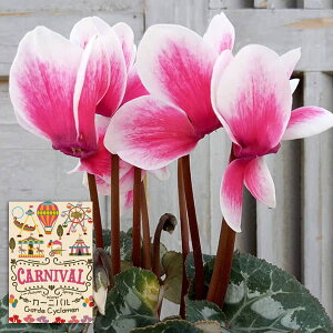 Ԃ̕c/VNFJ[joisNnj3O|bg