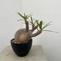 楽天市場】グラキリスの通販 