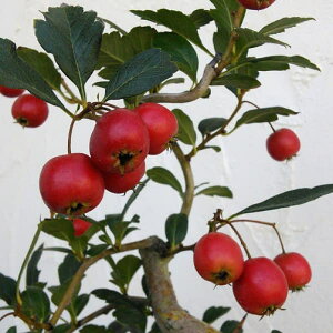 TUViRqjFr[TUV5-5.5A[t]