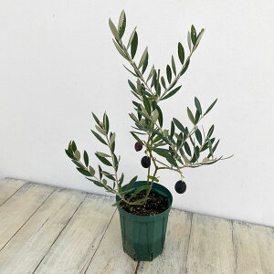 Ԗ ؂̕c/I[uFsNA 4|bg