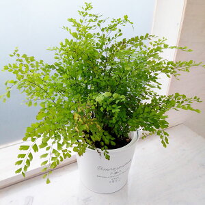アジアンタム 観葉植物の人気商品 通販 価格比較 価格 Com