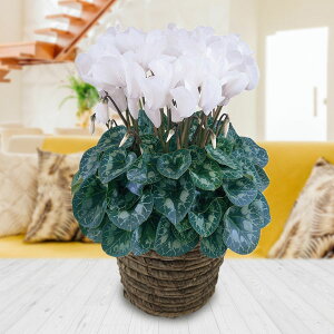 []VNFnIX@sAzCg5ABRJS