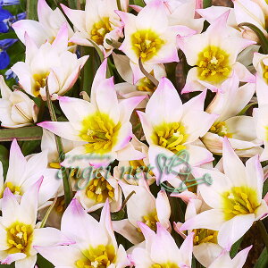 /`[bvinjF NeBJ `jA 5 2Zbg