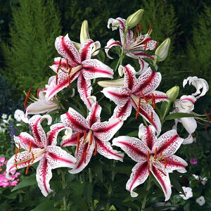 /FIG^[igǎRSjfBW[1 2Zbg