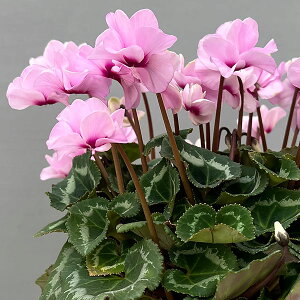 Ԃ̕c/~jVNidjFXN[X^[FCgsNn3|bg