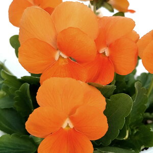 Ԃ̕c/rIFrr fB[vIW3`3.5|bg 8Zbg