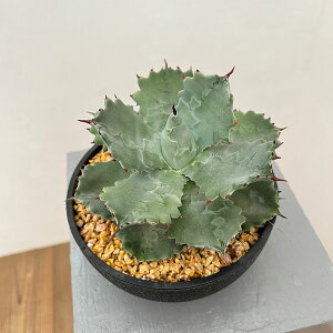 ϗtA/AKxFCVXVXIiJugKjj 6A