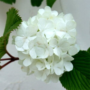 Ԗ ؂̕c/IIf}i{j4.5-5|bg