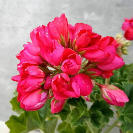 草花の苗/（わけあり特価）ゼラニウム（チューリップ咲き）：リリアン・アンドレア5号鉢植え