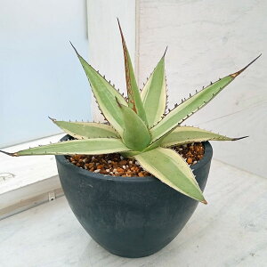 ϗtA/[]AKxFCvbT ֔@5A No.1