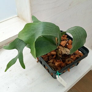 �ϗt�A��/[�I���Z�[��]�i�킯��������j�r�J�N�V�_�i�R�E���������j�F���_�i�t�E�W���j�|�b�g�c 23-01