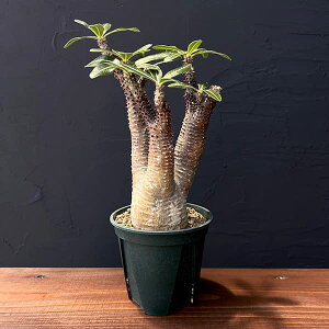 ϗtA/pL|fBEF}JCGZ iEʁj423-01