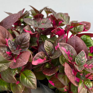 Ԃ̕c/AeiZFrmCfX3|bg